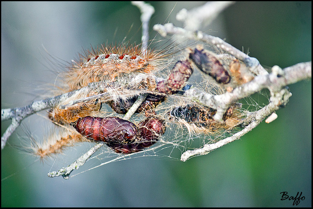 Larva di Calosoma sycophanta dalla Croazia